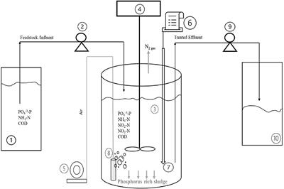 Performance evaluation and optimization of simultaneous phosphorus and nitrogen removal from anaerobically digested liquid-dairy-manure using an intermittently-aerated-extended-idle sequencing batch reactor